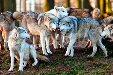 how many wolves are in a pack.